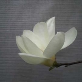Magnolia ‘Manchu Fan’