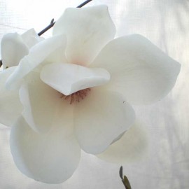 Magnolia ‘Sayonara’