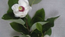 Magnolia sieboldi 
