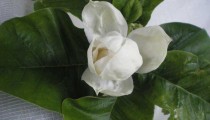 Magnolia tripetala 