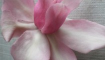 Magnolia campbellii rosea