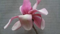 Magnolia campbellii 