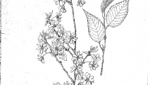  Prunus campanulata