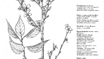  Prunus incisa Praecox