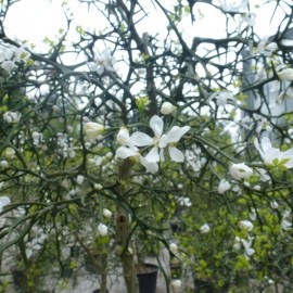 Citrus trifoliata (Poncirus)