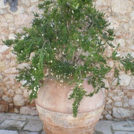 Myrtus communis subsp. Tarantina