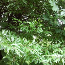 Fagus sylvatica “Aspleniifolia”