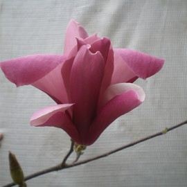 Magnolia X soulangeana ‘Big Pink’