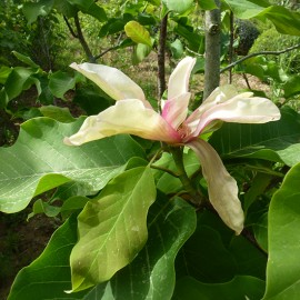 Magnolia X brooklynensis