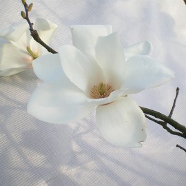 Magnolia ‘Cylindrica’