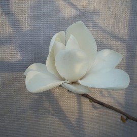 Magnolia ‘David Clulow’