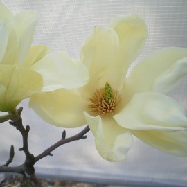 Magnolia ‘Elizabeth’