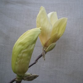 Magnolia ‘Yellow Lantern’