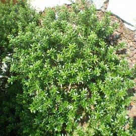 Myrtus communis subsp. Tarantina