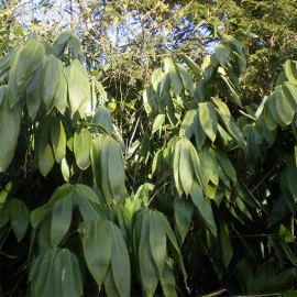Phyllostachys ‘Metake’ (Pseudosasa japonica)