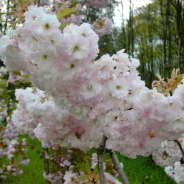 Prunus ‘Shogetsu’ (syn. Shimizu-Zakura)