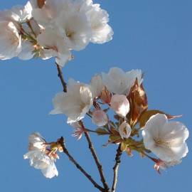 Prunus ‘Tai-haku’