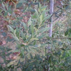 Quercus x hispanica (syn. Quercus cerris x suber)