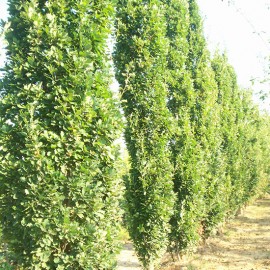 Quercus robur ‘Fastigiata’ (syn. Quercus robur ‘Pyramidalis’)