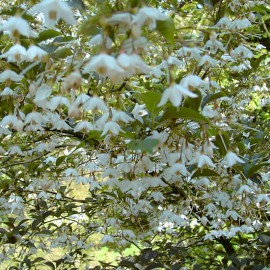 Styrax japonicus