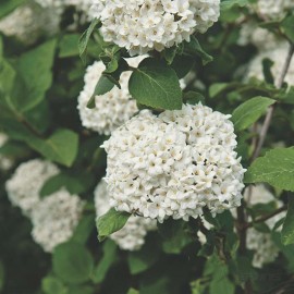 Viburnum × carlcephalum